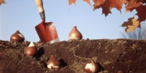 Kdy zasadit tulipány na pokles otevřené země